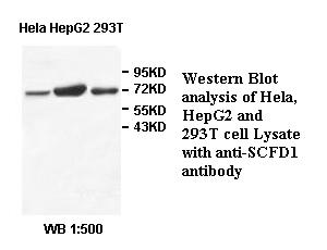 SCFD1 Antibody