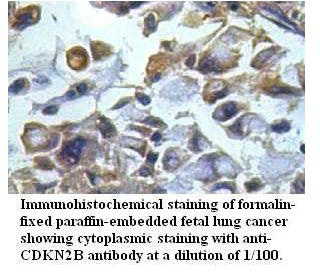 CDKN2B Antibody