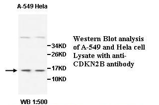 CDKN2B Antibody