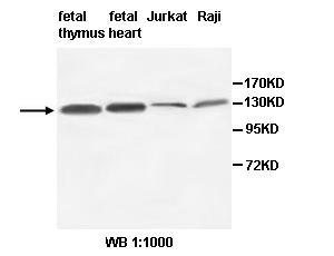 AFF3 Antibody