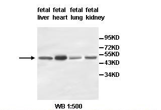 hypothetical protein Antibody