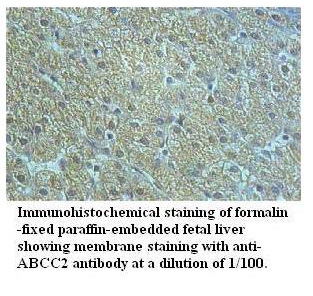 ABCC2 Antibody