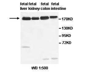 ABCC2 Antibody