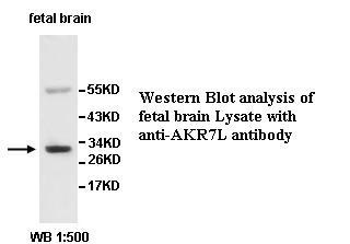 AKR7L Antibody