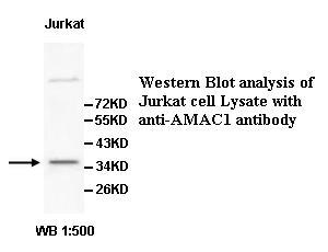 AMAC1 Antibody