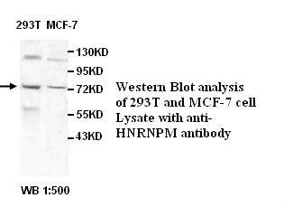 HNRNPM Antibody