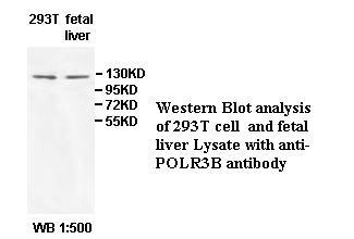 POLR3B Antibody