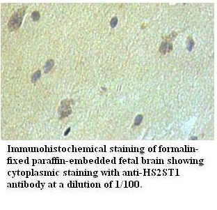 HS2ST1 Antibody