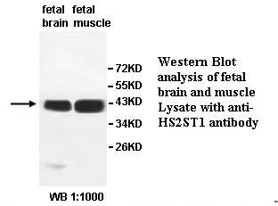 HS2ST1 Antibody