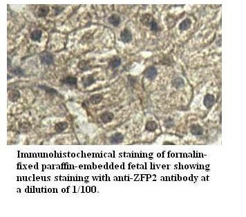 ZFP2 Antibody