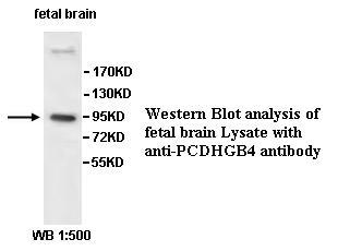 PCDHGB4 Antibody