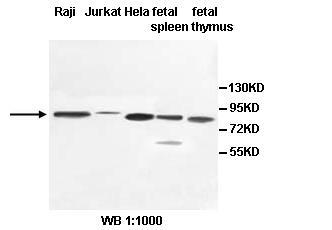 PCIF1 Antibody