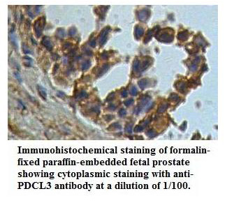 PDCL3 Antibody