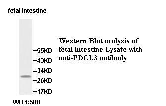 PDCL3 Antibody