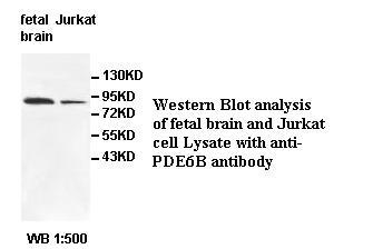 PDE6B Antibody