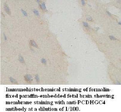 PCDHGC4 Antibody