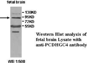 PCDHGC4 Antibody