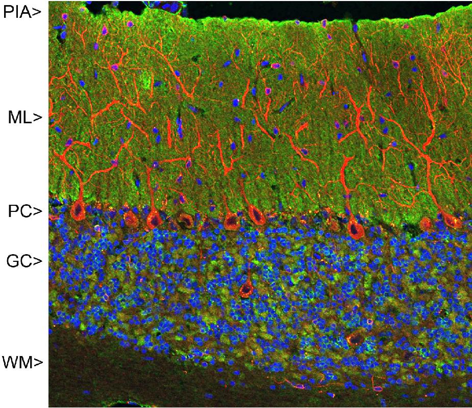 HSD17B11 Antibody