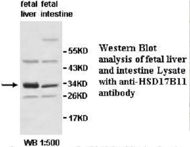 HSD17B11 Antibody