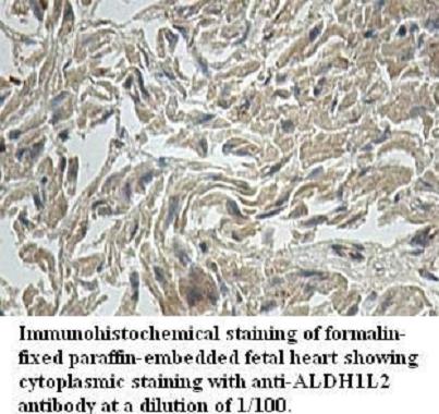 ALDH1L2 Antibody