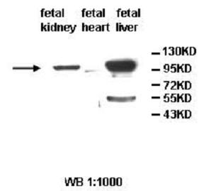 ALDH1L2 Antibody