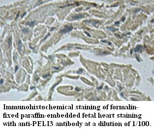 PELI3 Antibody