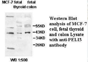 PELI3 Antibody