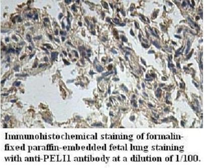 PELI1 Antibody