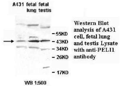 PELI1 Antibody