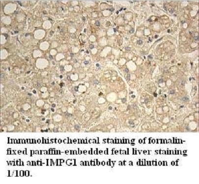 IMPG1 Antibody