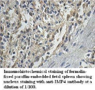 IMP4 Antibody