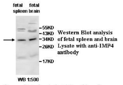 IMP4 Antibody