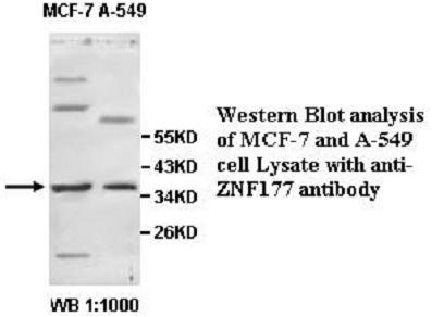 ZNF177 Antibody