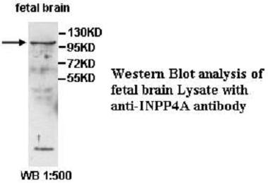 INPP4A Antibody