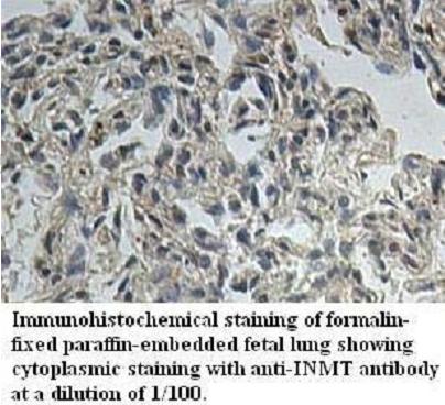 INMT Antibody