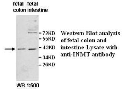 INMT Antibody