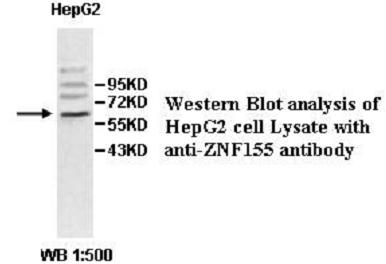 ZNF155 Antibody