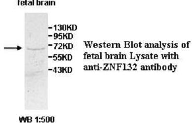 ZNF132 Antibody