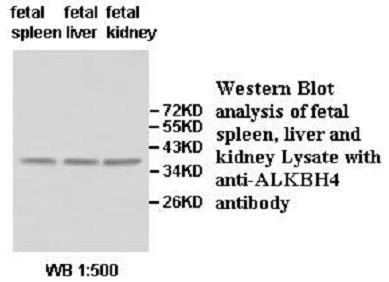 ALKBH4 Antibody