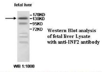 INF2 Antibody