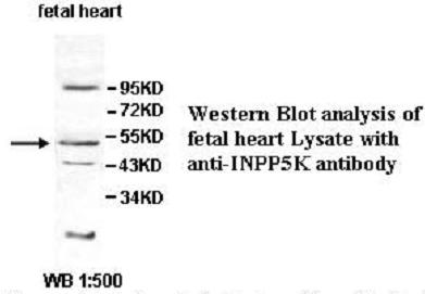 INPP5K Antibody