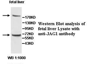 JAG1 Antibody