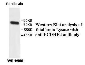 PCDHB4 Antibody