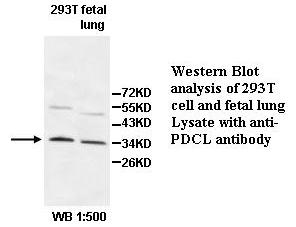 PDCL Antibody