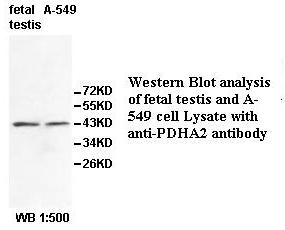 PDHA2 Antibody