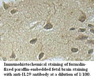 IL29 Antibody