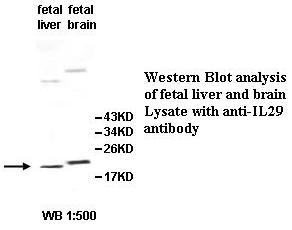 IL29 Antibody