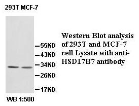 HSD17B7 Antibody