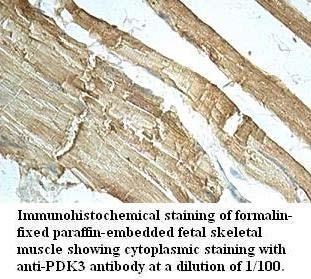 PDK3 Antibody