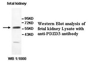 PDZD3 Antibody